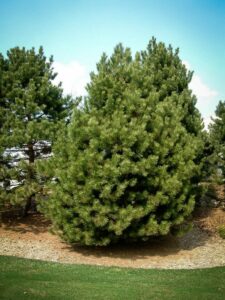 Сосна Чёрная (Pinus Nigra) купить по цене от 270.00р. в интернет-магазине «Посадика» с доставкой почтой в в Назранье и по всей России – [изображение №1].