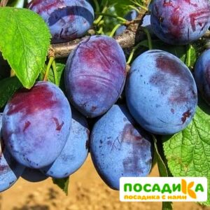 Слива Чачакская ранняя купить по цене от 229.00р. в интернет-магазине «Посадика» с доставкой почтой в в Назранье и по всей России – [изображение №1].