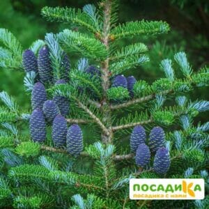 Пихта корейская (Abies koreana) купить по цене от 450.00р. в интернет-магазине «Посадика» с доставкой почтой в в Назранье и по всей России – [изображение №1].