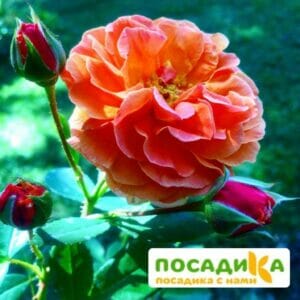 Роза Арабия купить по цене от 350.00р. в интернет-магазине «Посадика» с доставкой почтой в в Назранье и по всей России – [изображение №1].