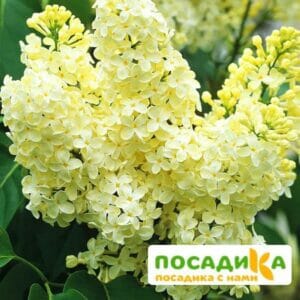 Сирень Примроуз (Primrose) купить по цене от 529.00р. в интернет-магазине «Посадика» с доставкой почтой в в Назранье и по всей России – [изображение №1].