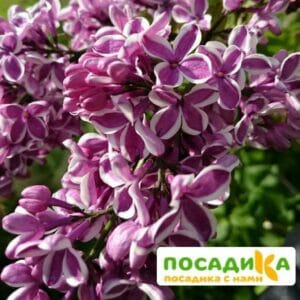 Сирень Сенсация купить по цене от 529.00р. в интернет-магазине «Посадика» с доставкой почтой в в Назранье и по всей России – [изображение №1].