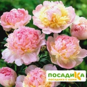 Пион Распберри Сандей (Paeonia Raspberry Sundae) купить по цене от 959р. в интернет-магазине «Посадика» с доставкой почтой в в Назранье и по всей России – [изображение №1].