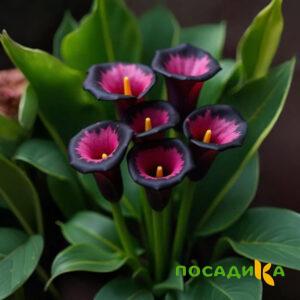Калла Аура Лейс купить по цене от 400р. в интернет-магазине «Посадика» с доставкой почтой в в Назранье и по всей России – [изображение №1].