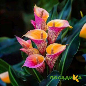 Калла Оникс купить по цене от 450р. в интернет-магазине «Посадика» с доставкой почтой в в Назранье и по всей России – [изображение №1].