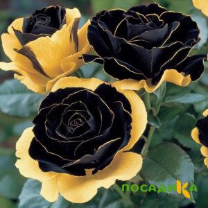 Роза Ханни Сикл купить по цене от 700р. в интернет-магазине «Посадика» с доставкой почтой в в Назранье и по всей России – [изображение №1].