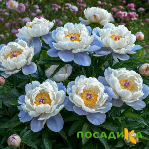 Пион акварельный Этюд купить по цене от 806р. в интернет-магазине «Посадика» с доставкой почтой в в Назранье и по всей России – [изображение №1].