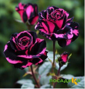 Роза Багровый Шепот купить по цене от 366р. в интернет-магазине «Посадика» с доставкой почтой в в Назранье и по всей России – [изображение №1].