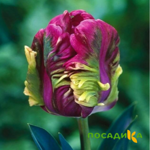 Тюльпан Экзотик Хэвен купить по цене от 186р. в интернет-магазине «Посадика» с доставкой почтой в в Назранье и по всей России – [изображение №1].